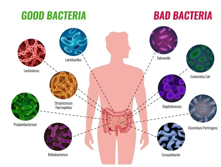 good vs bad gut bacteria